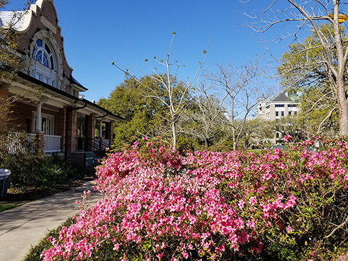 Pink flowers in the foreground, Cudd hall to the left in the background and Stern Hall to the right in the far background.